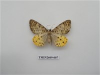 藏品(尺蛾124)的圖片